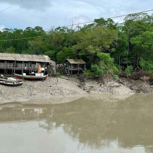 2022 -Amostragem nos manguezais do Pará