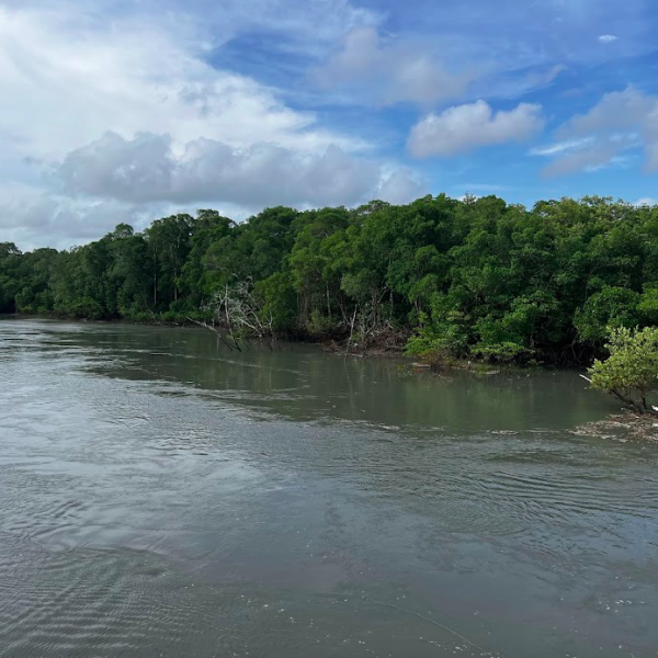 Amostragem nos manguezais do Pará-2024